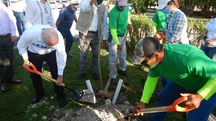 Crean campaña de reforestación "1000 árboles +1" en Cancún