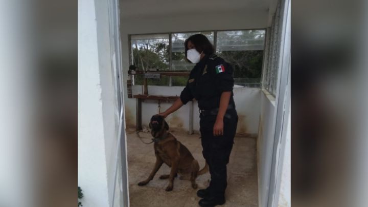 Policía yucateca rescata a perro que fue atacado por abejas: FOTOS