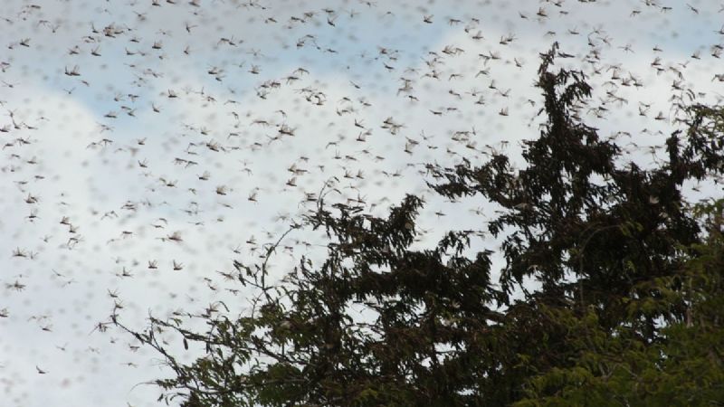 Combatirán con un dron la plaga de langostas en Yucatán