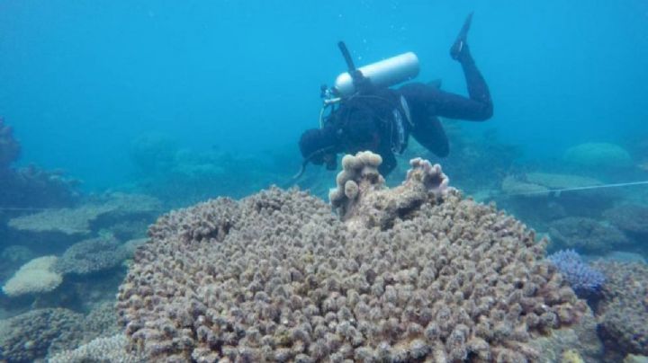 Por avances científicos, arrecifes de Quintana Roo podrán recuperarse