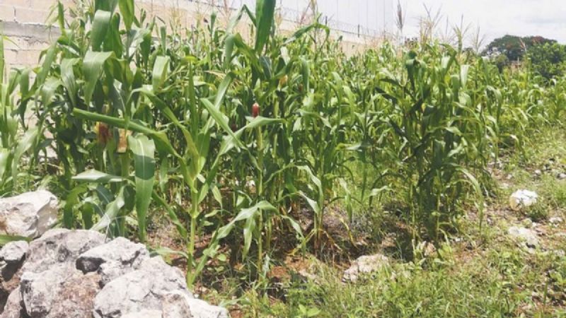Campesinos de Dzitbalché reportan pérdidas del 50% en cosechas de maíz