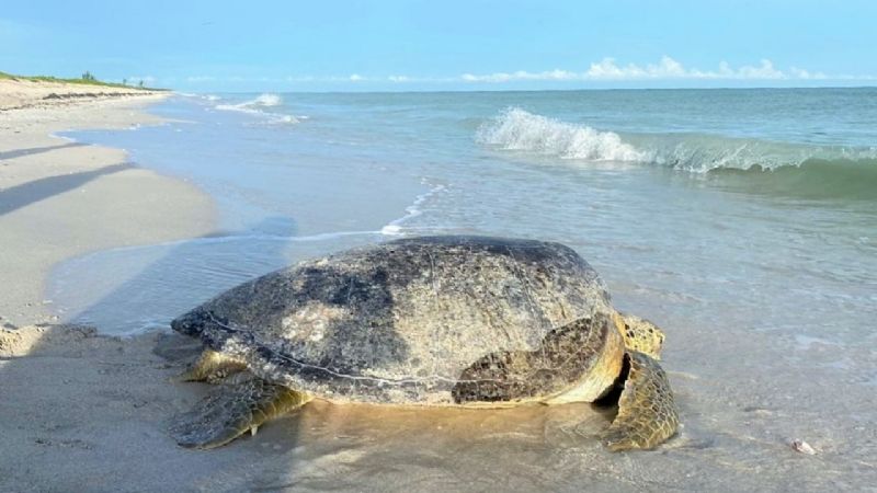 Liberan a 40 mil crías de tortugas en Campeche