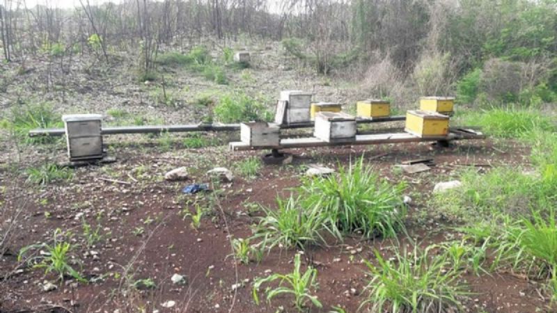 Apicultores de Champotón pierden más de 500 colmenas de abeja