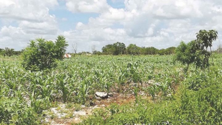 Reportan pérdidas de 500 hectáreas de maíz en campos de Dzitbalché