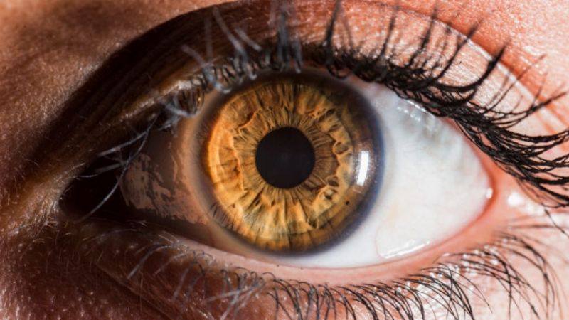 Trasplante de córneas en Yucatán: Precio de esta parte del ojo alcanza los tres mil dólares