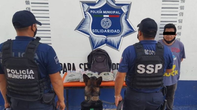 Pasajero es detenido por viajar con 4 bolsas de mariguana en Playa del Carmen