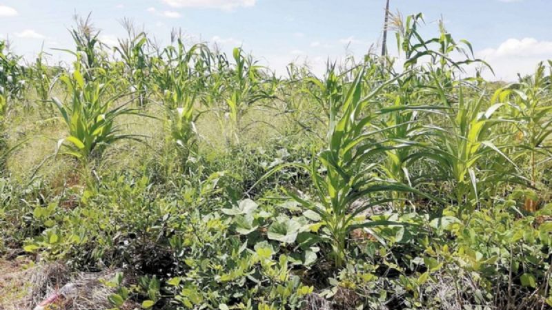 En riesgo por la sequía, 50 hectáreas de maíz en Santa Cruz Pueblo