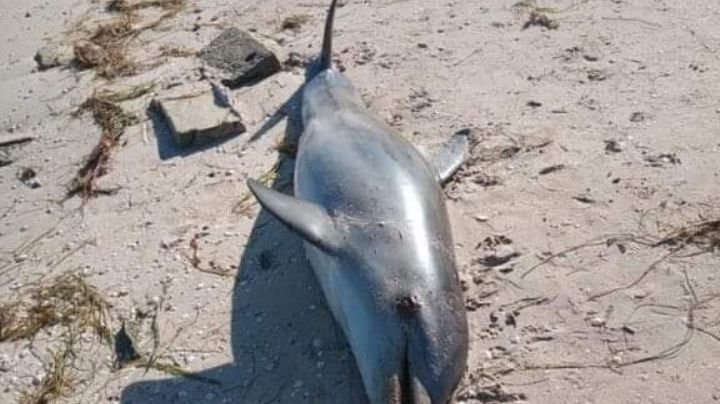 Hallan muerto a un delfín en San Crisanto, Yucatán