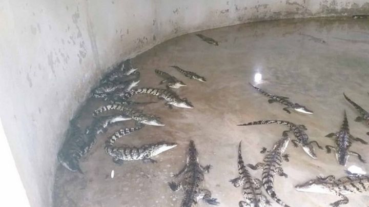 Mueren más de 300 cocodrilos por problemas con la CFE en Palizada