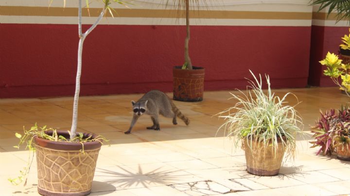 Fauna en Quintana Roo: beneficiados por confinamiento en 2020