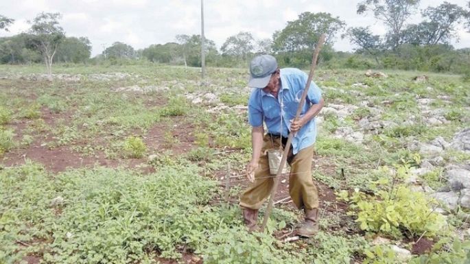 Ignoran a agricultores para programas de apoyo en Campeche, denuncian