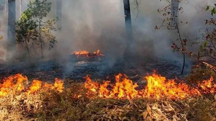 Autoridades forestales trabajan para prevenir incendios en Quintana Roo