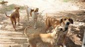 Denuncian envenenamiento masivo de perros callejeros en Jalisco
