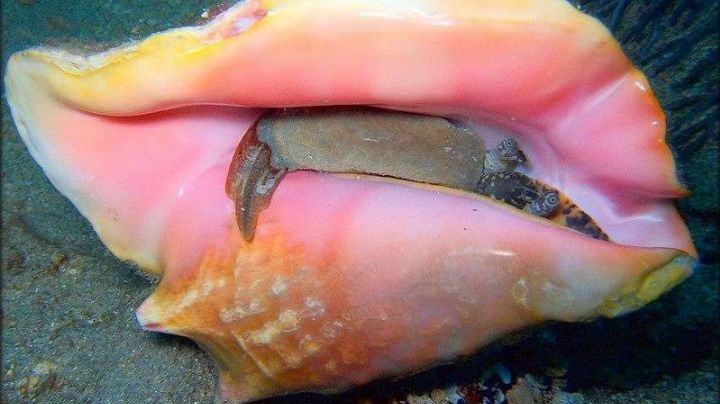Caracol rosado en peligro de extinción por pesca ilegal en Quintana Roo