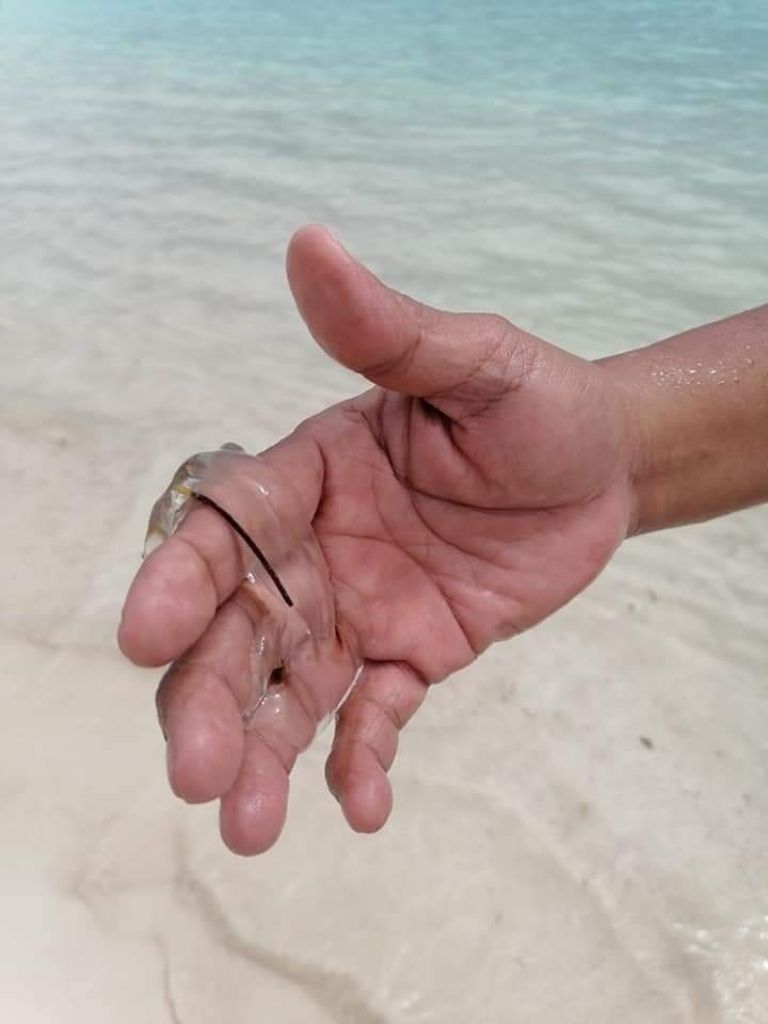Aguamala: ¿Qué es y cuándo llega a las playas de Quintana Roo? | PorEsto