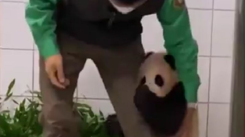 Bebé panda gigante no suelta la pierna de su cuidador
