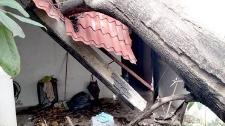 Árbol se desploma en vivienda en Campeche