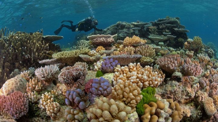 Esta es la importancia de cuidar los arrecifes de coral, hogar de millones de especies