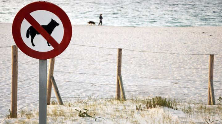 Zofemat impondrá sanciones a personas que lleven mascotas a las playas de Solidaridad