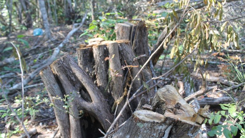 Menonitas incumplen acuerdo federal y devastan selva en Campeche