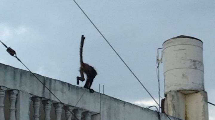 Mono araña moviliza a bomberos en un fraccionamiento de Mérida