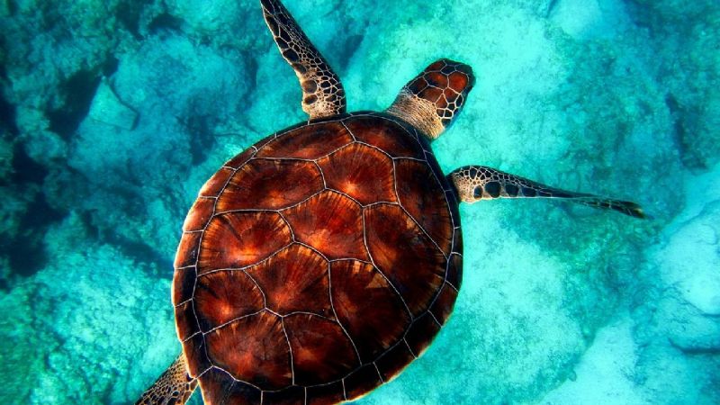 Cuatro especies de tortugas marinas que podrás encontrar en Quintana Roo