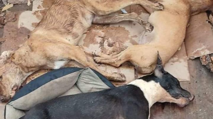 Vecinos denuncian envenenamiento de perros en Bacalar
