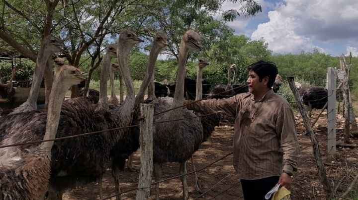 Crianza de avestruces en Yucatán, una oportunidad para emprender