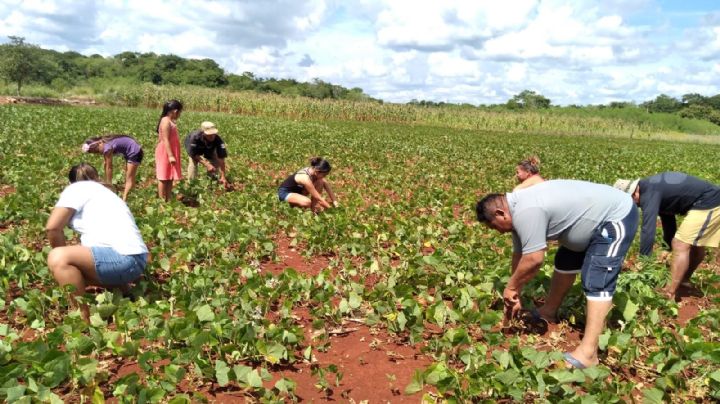 Maxcanú, 'La tierra de las jícamas', en crisis por las sequías