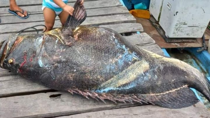 Pescador captura a una cherna de 95 kilos en San Crisanto, Yucatán