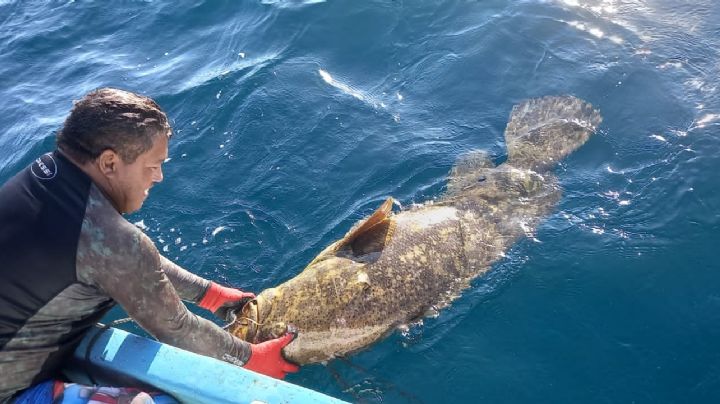 Pescadores logran capturar otra gran cherna en Yucatán; pesa 52 kilos