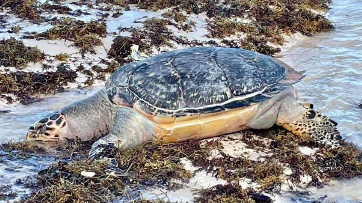 Encuentran tortuga marina muerta en arenales de la Costa Maya
