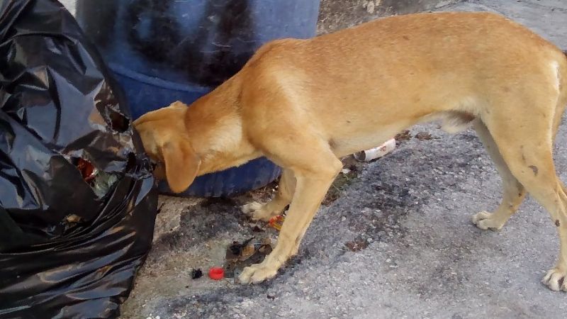 'Perrito' agradece montículos de basura sin recoger en Tulum