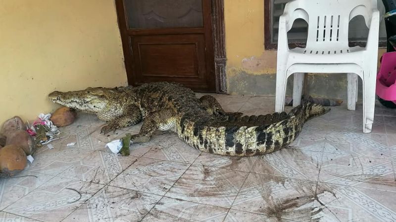 Cocodrilo de tres metros invade casa en Río Largartos, Yucatán