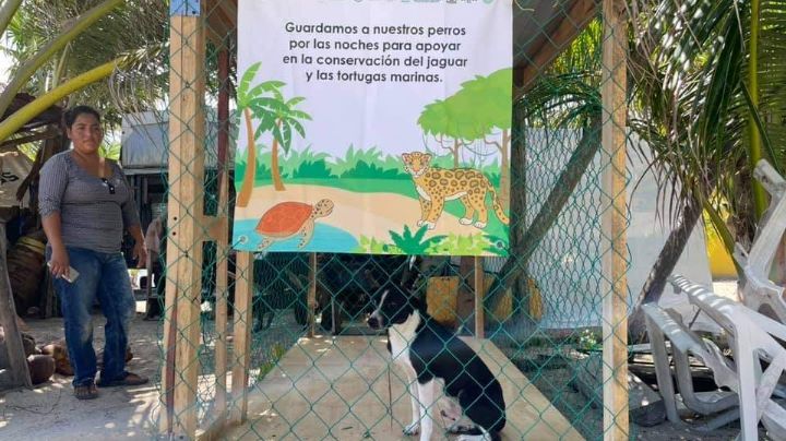 Asociación pide proteger mascotas tras avistamiento de jaguar en Mahahual