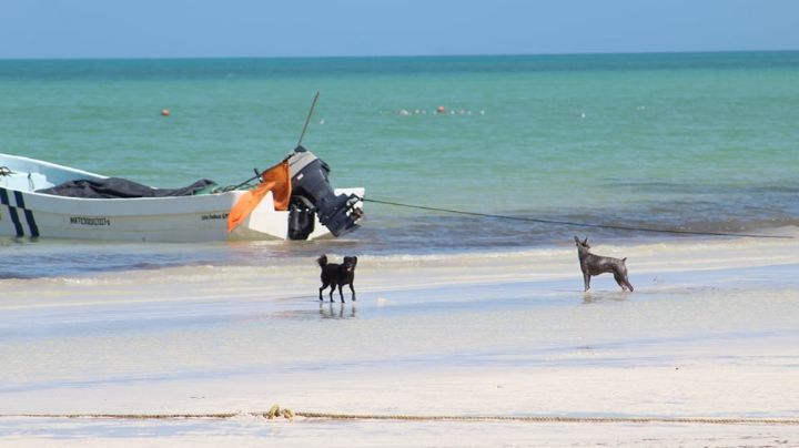 Ciudadanos y turistas piden playa 'pet friendly' en Holbox