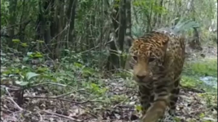 Captan a jaguar y otras especies protegidas en la Península de Yucatán: VIDEO