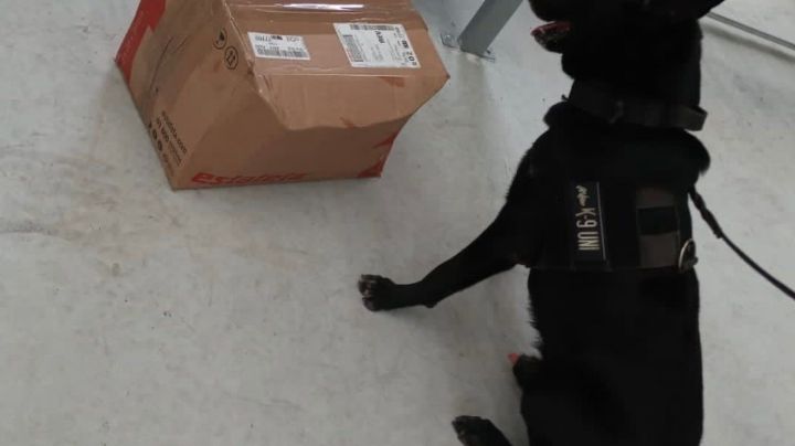 Perro policía encuentra cajas con varias dosis de droga en paquetería de Playa del Carmen