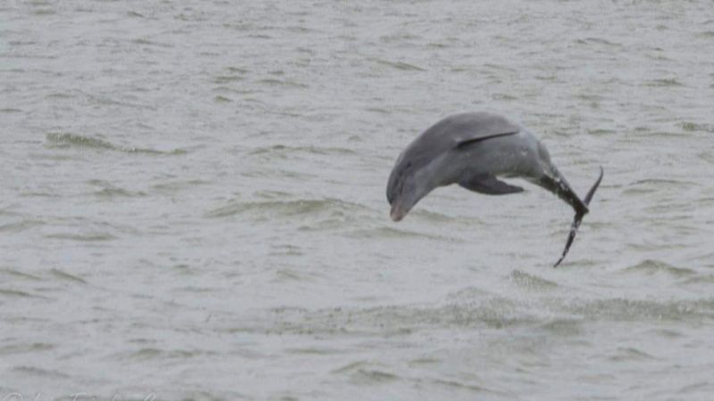 Ejemplares de delfines rosados sorprenden a habitantes de Telchac Puerto, Yucatán