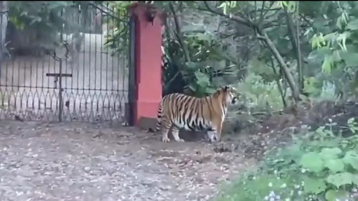 Reportan a un tigre de bengala caminando por carretera de Jalisco: VIDEO