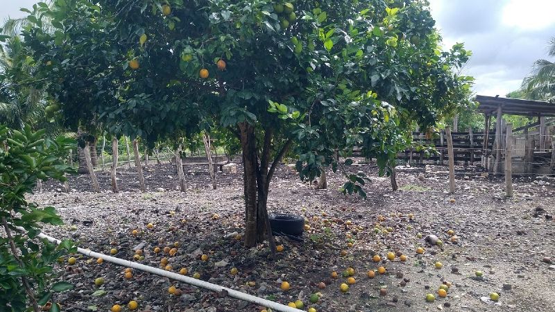Mosca afecta producción de cítricos en Tizimín, Yucatán