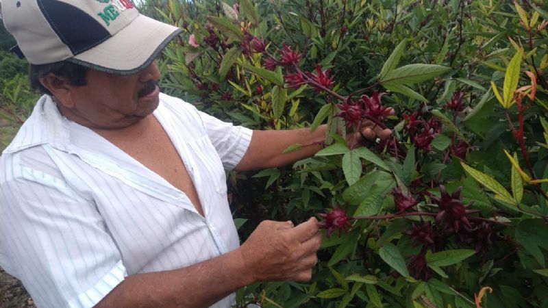 Campesino de Tizimín, Yucatán, logra cultivo de jamaica