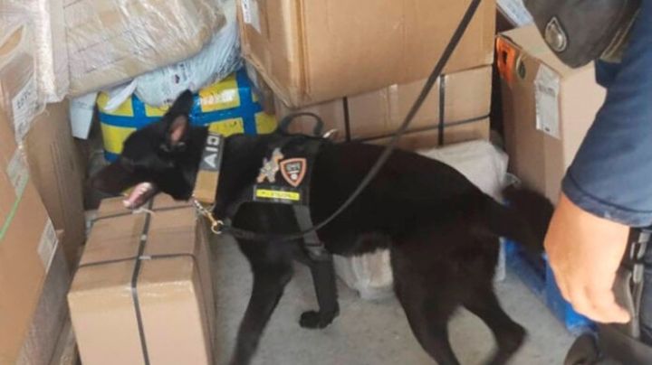 Perro policía encuentra caja con marihuana en empresa de paquetería de Playa del Carmen