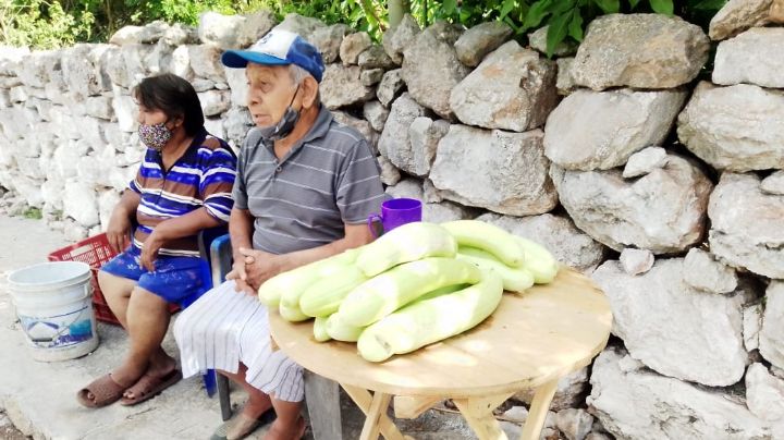 Abuelitos de Yobaín, Yucatán, dependen de su venta de pepinos para sobrevivir