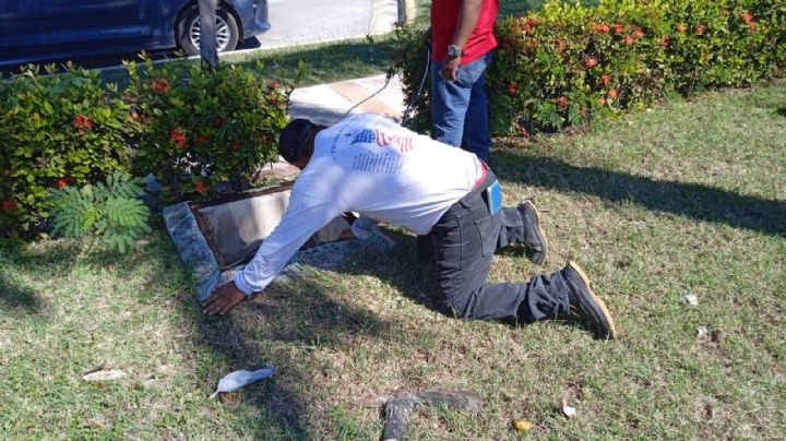 Ladrones dejan sin cables a parques de Campeche; se roban 1.5 kilómetros de cobre