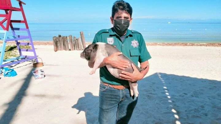 Reconocen a “Pig Beach” de Chelem como la primera playa pública libre de tabaco en Yucatán