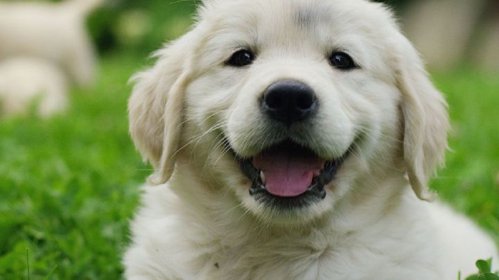 ¿Cuáles son los perros más cariñosos? Estos son las cinco razas de lomitos más tiernos