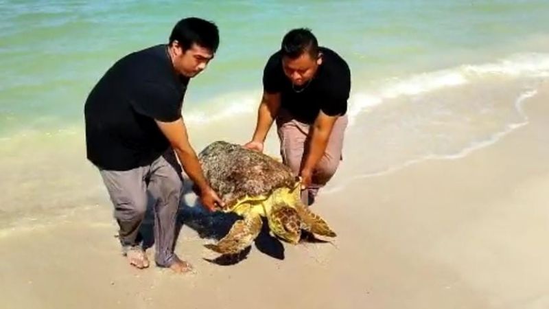 Policía Ecológica rescata a tortuga de carey atrapada en Chuburná Puerto, Yucatán