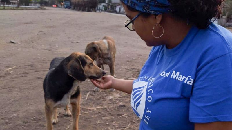 Ambientalistas de Ciudad del Carmen exigen la creación de una fiscalía contra el maltrato animal