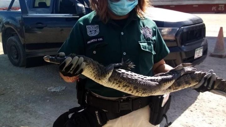 Policía Ecológica de Progreso captura cocodrilo cerca de un establecimiento